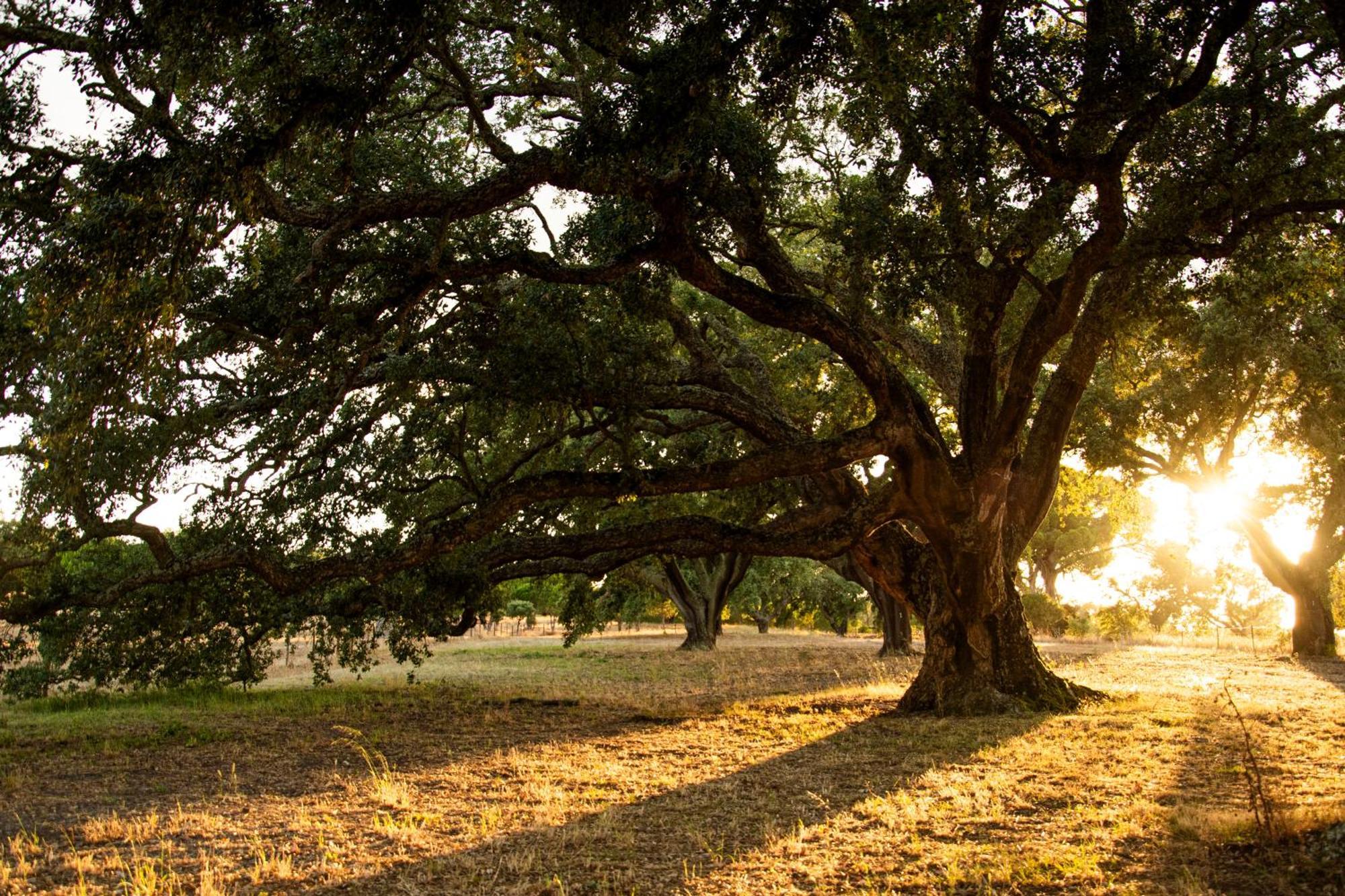 Herdade Das Barradas Da Serra Grandola Bagian luar foto