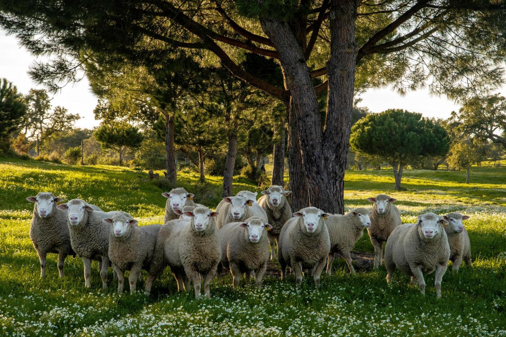 Herdade Das Barradas Da Serra Grandola Bagian luar foto